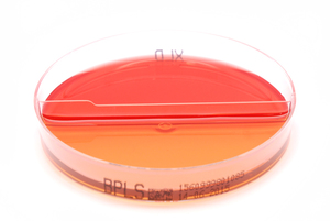 Bpls xld1